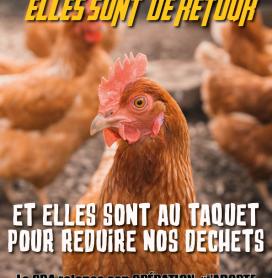 J'adopte une poule pour réduire mes déchets 