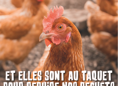 J'adopte une poule pour réduire mes déchets 